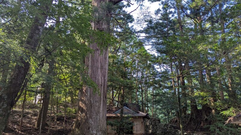 【徳島県発】限界集落に残された巨木と神社／林業が廃れ、住民減少／森と水№9